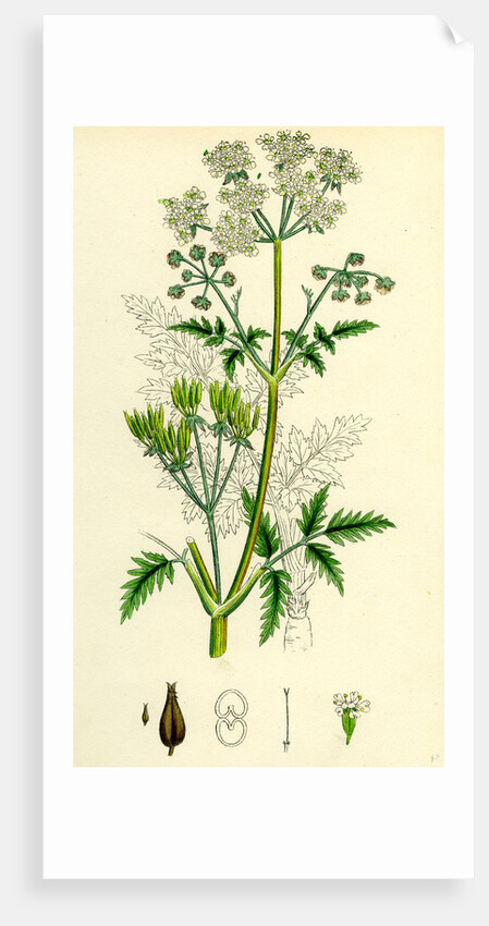 Chaerophyllum Sylvestre Wild Chervil by Anonymous