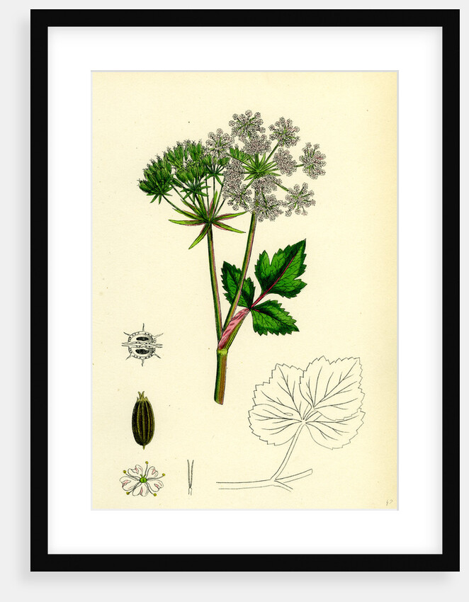 Ligusticum Scoticum Sea Lovage by Anonymous