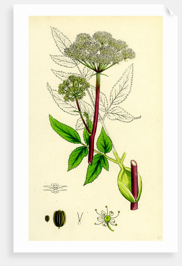 Angelica Sylvestris Wild Angelica by Anonymous