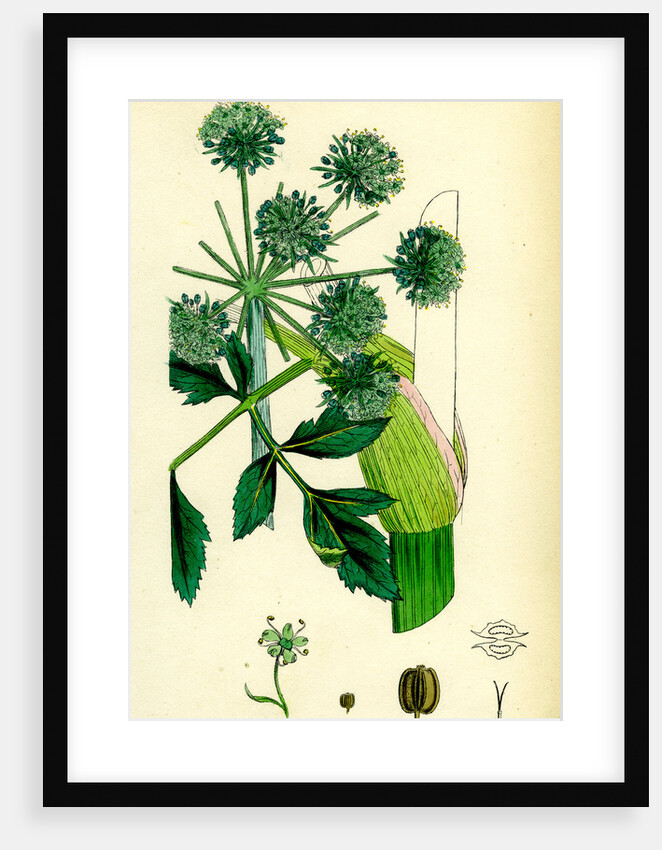 Angelica Archangelica Garden Angelica by Anonymous