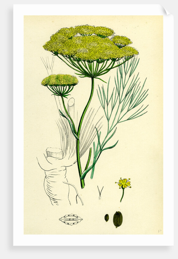 Peucedanum Officinale Sea Hog's-Fennel by Anonymous