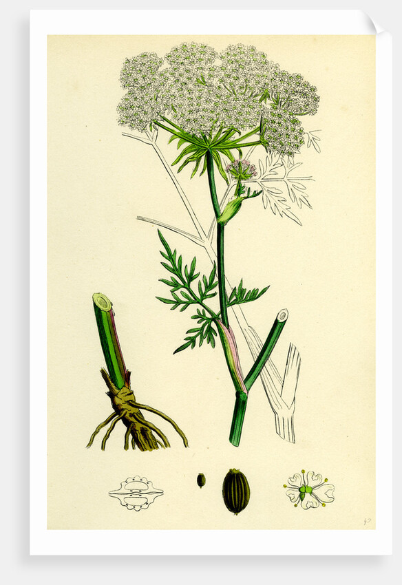 Peucedanum Palustre Marsh Hog's-Fennel by Anonymous