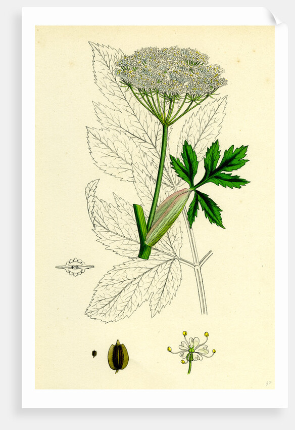 Peucedanum Ostruthium Master-Wort-- by Anonymous