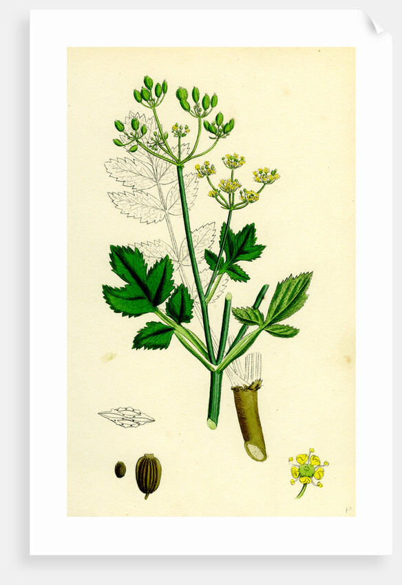 Pastinaca Sativa Wild-Parsnip by Anonymous