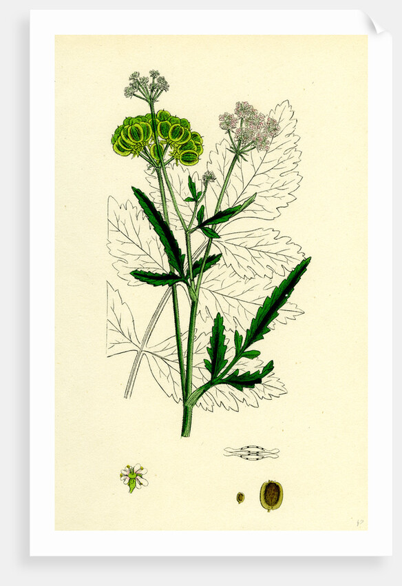 Tordylium Maximum Great Hart-Wort by Anonymous