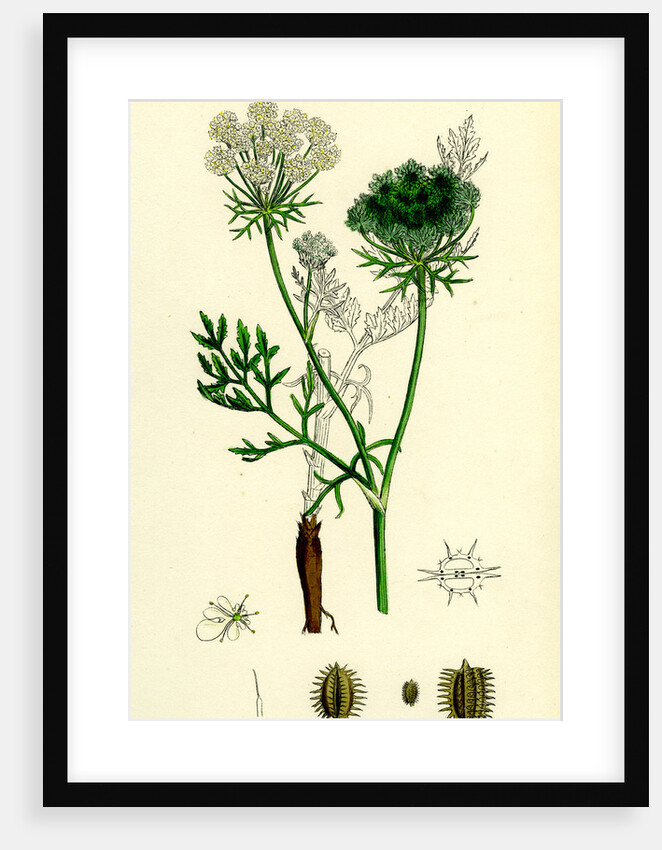 Daucus Carota Wild Carrot by Anonymous