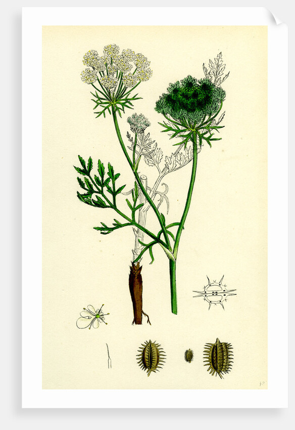 Daucus Carota Wild Carrot by Anonymous