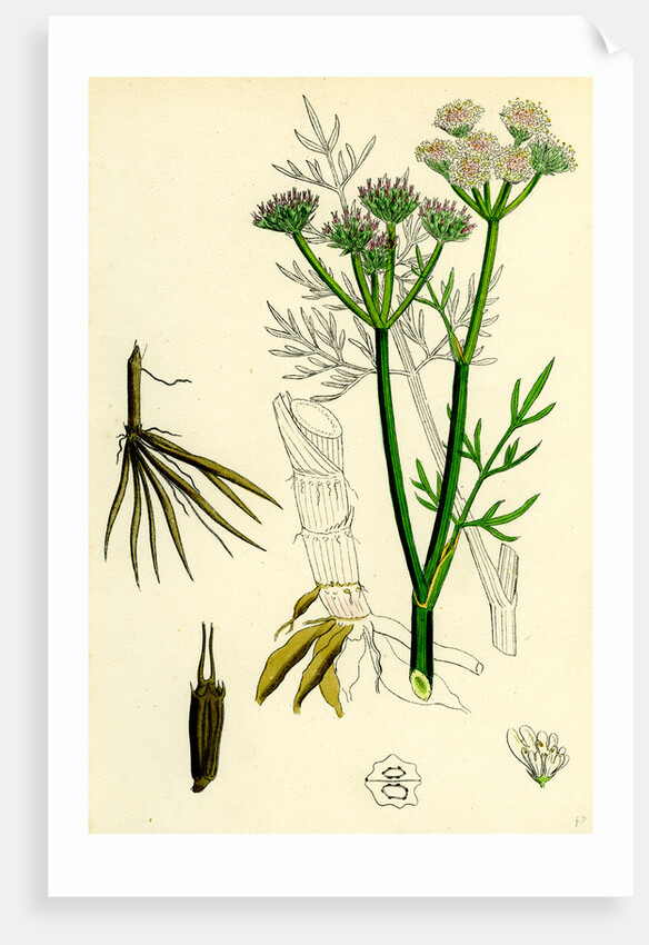 Oenanthe Silaifolia Sulphurwort Water-Dropwort by Anonymous