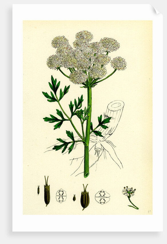 Oenanthe Crocata Hemlock Water-Dropwort by Anonymous