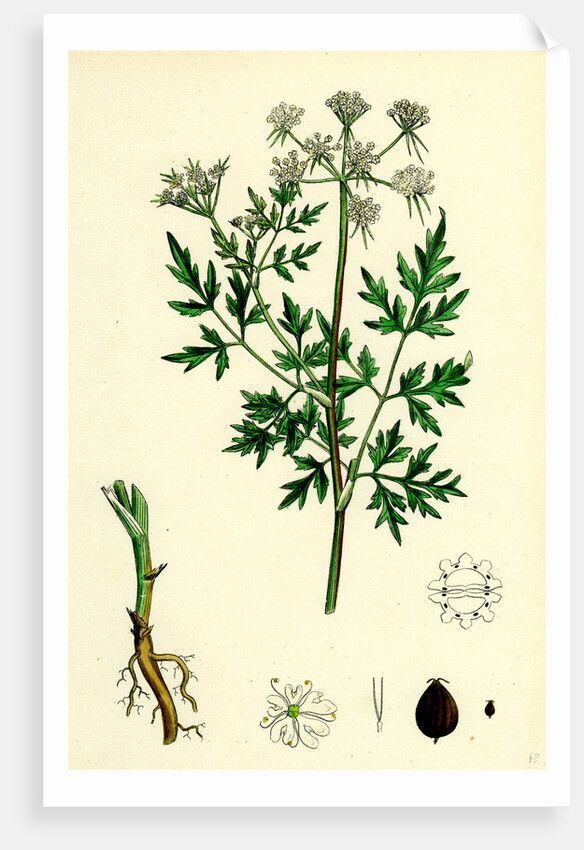 Aethusa Cynapium Common Fool's-Parsley by Anonymous