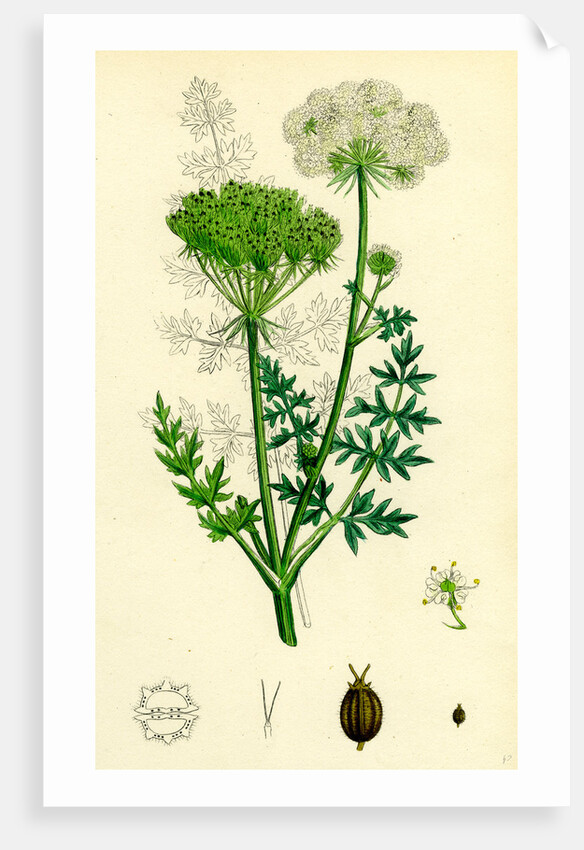 Seseli Libanotis Mountain Meadow-Saxifrage by Anonymous