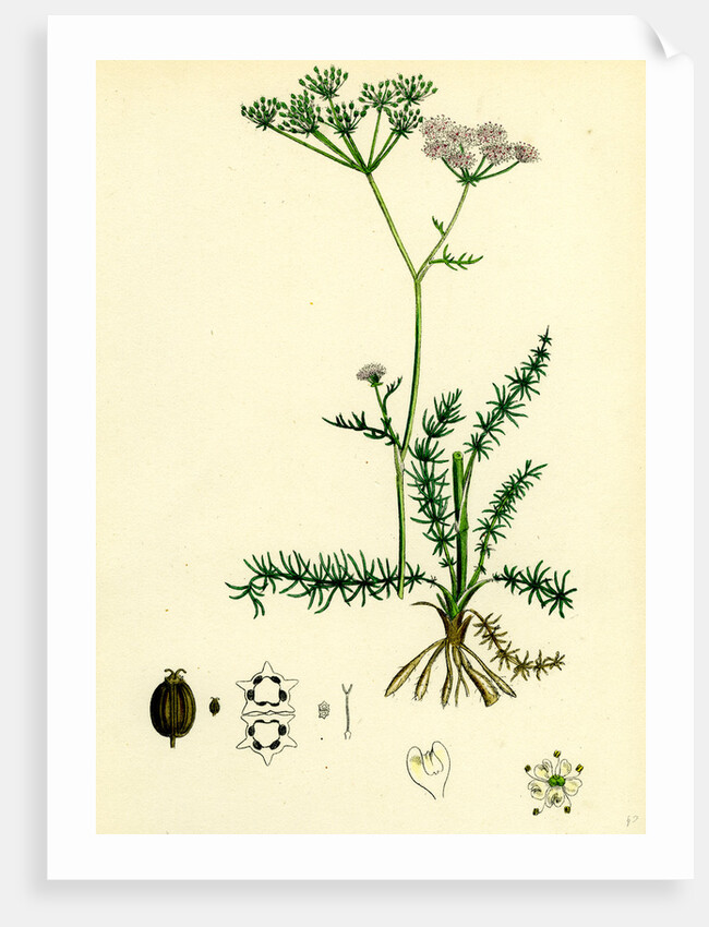 Carum Verticillatum Worled Caraway by Anonymous