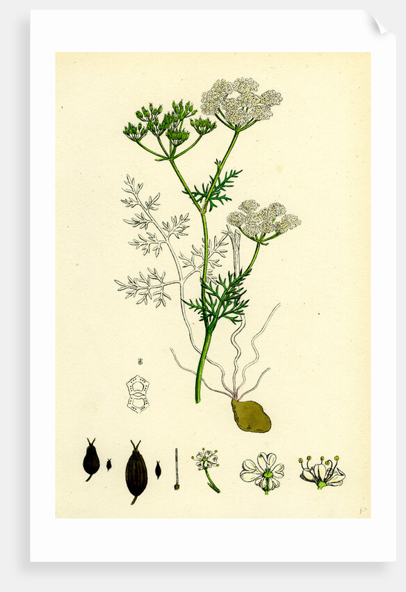 Bunium Flexuosum Common Earth-Nut-- by Anonymous