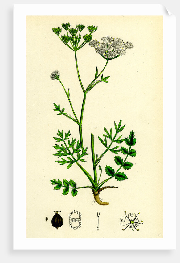 Pimpinella Saxifraga Common Burnet Saxifrage by Anonymous