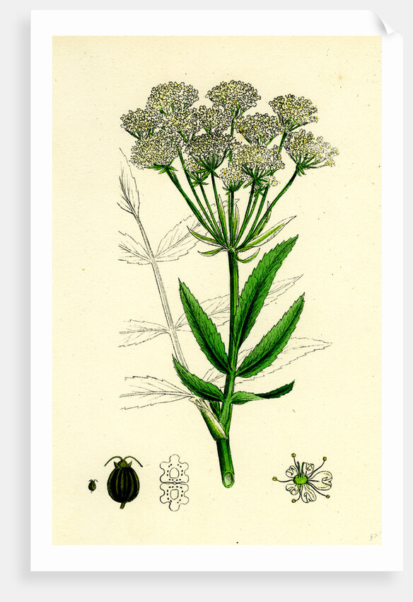 Sium Latifolium Great Water-Parsnip by Anonymous