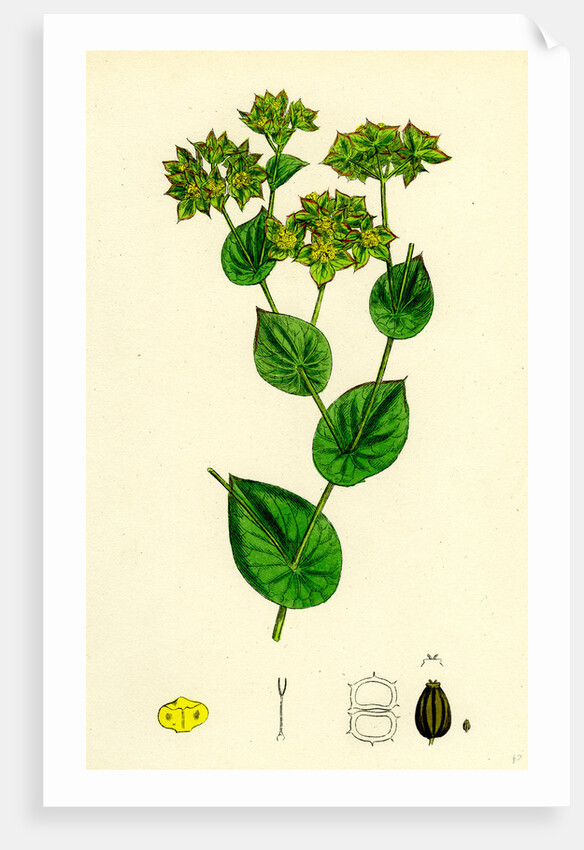Bupleurum Rotundifolium Perfoliate Hare's-Ear by Anonymous