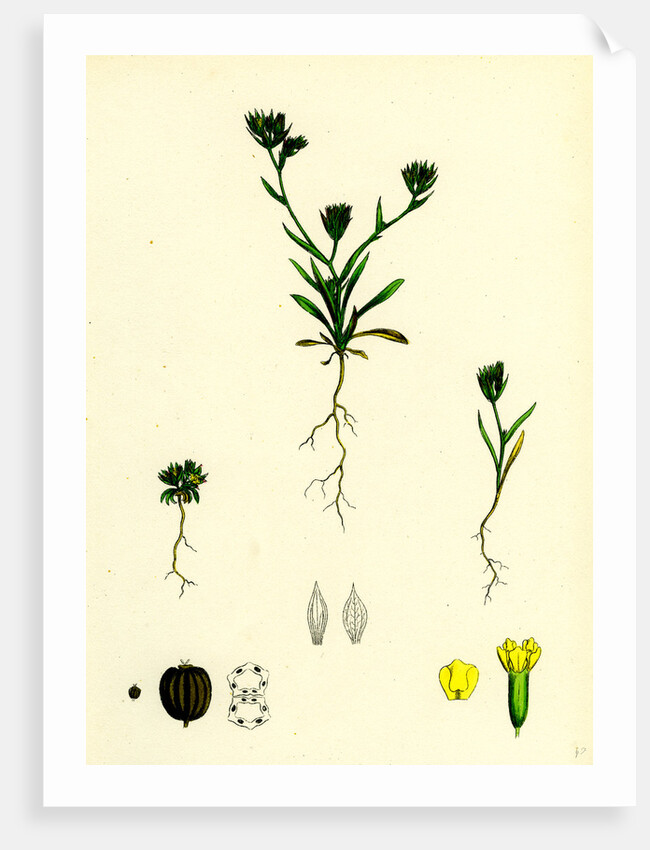 Bupleurum Aristatum Narrow-Leaved Hare's-Ear by Anonymous