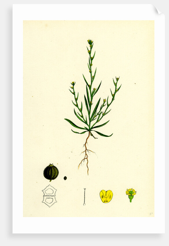 Bupleurum Tenuissimum Slender Hare's-Ear by Anonymous