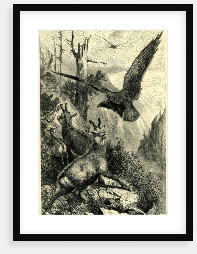 Wild Live in the Alps Switzerland by Anonymous