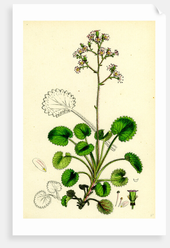 Saxifraga Geum Var. Serrata Kidney-Leaved London-Pride by Anonymous