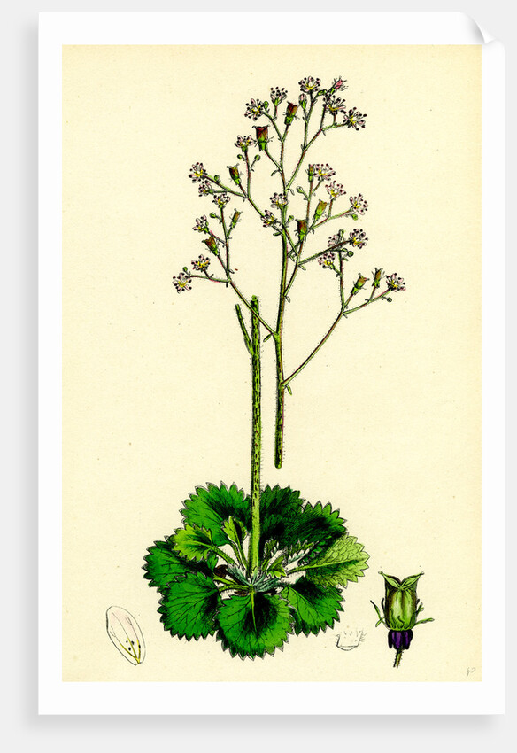 Saxifraga Geum Var. Elegans Kidney-Leaved London-Pride by Anonymous