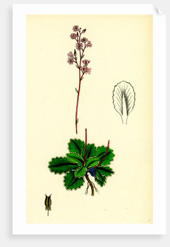 Saxifraga Umbrosa Common London-Pride by Anonymous