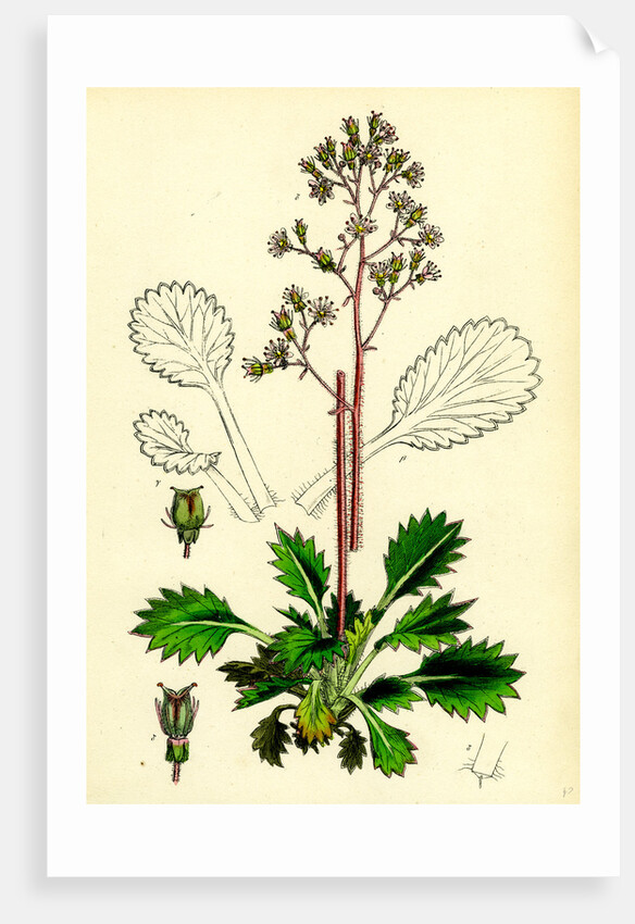 Saxifraga Umbrosa Var. Serratifolia Common London-Pride by Anonymous