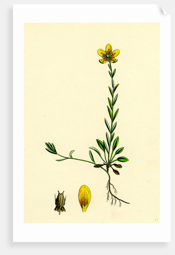 Saxifraga Hirculus Yellow Marsh Saxifrage by Anonymous