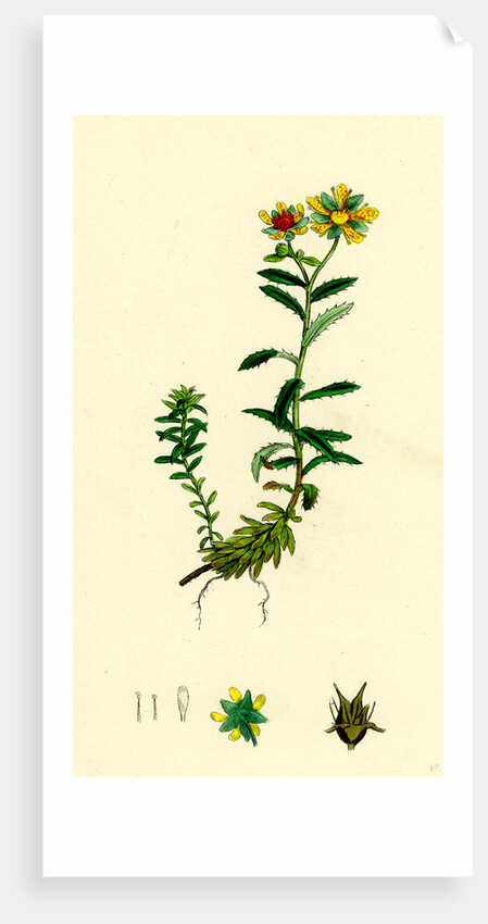 Saxifraga Aizoides Yellow Mountain Saxifrage by Anonymous