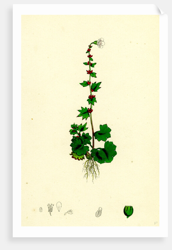 Saxifraga Cernua Drooping Alpine Saxifrage by Anonymous