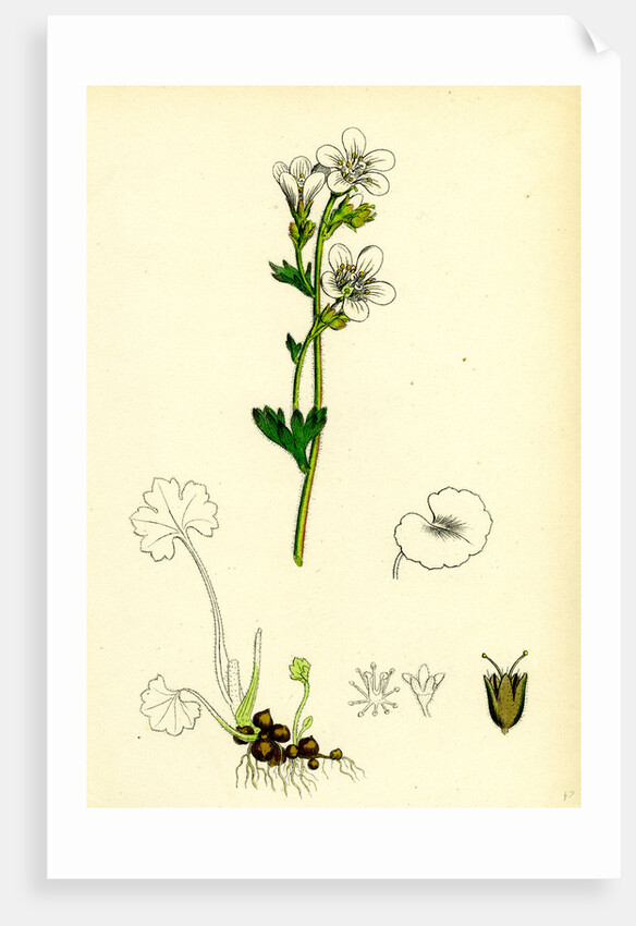 Saxifraga Granulata White Meadow Saxifrage by Anonymous