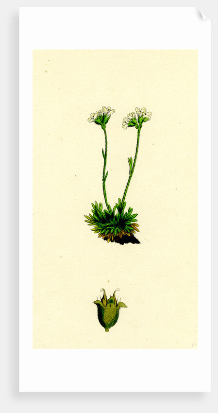 Saxifraga Caespitosa Tufted Saxifrage-- by Anonymous