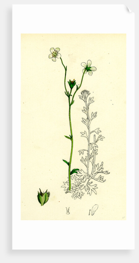 Saxifraga Hirta Var. Genuina Irish Mossy Saxifrage Var. A. by Anonymous