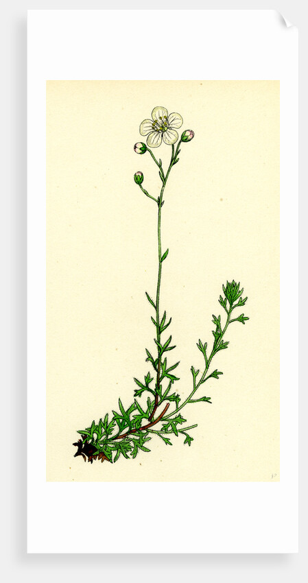 Saxifraga Eu-Hypnoides Var. Platypetala Mossy Saxifrage Var. A. by Anonymous