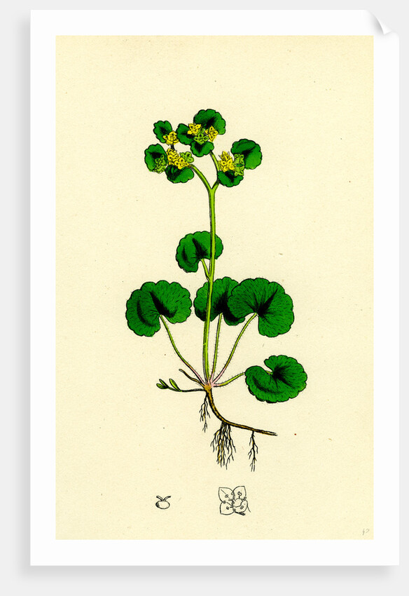 Chrysosplenium Alternifolium Alternate-Leaved Golden-Saxifrage by Anonymous