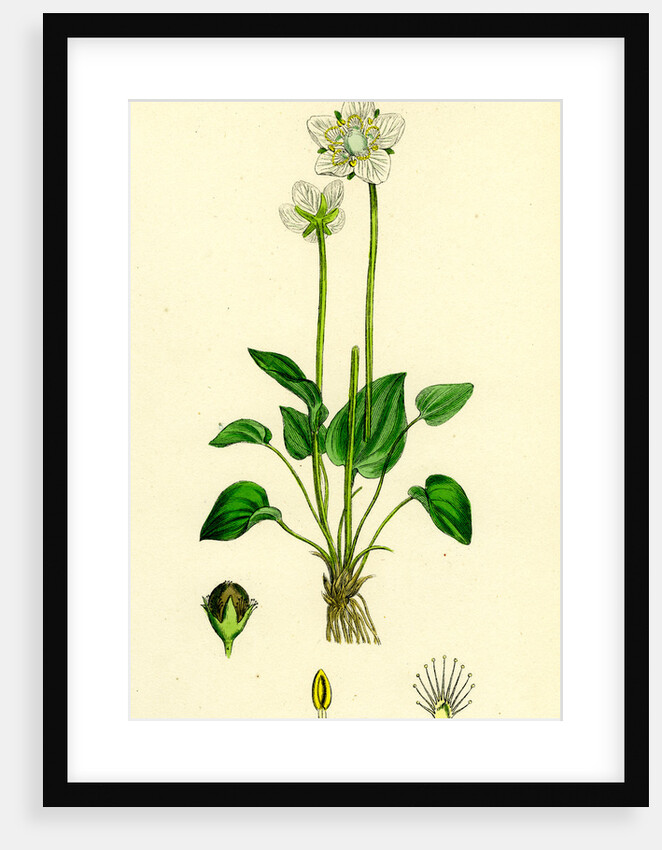 Parnassia Palustris Grass-of-Parnassus by Anonymous
