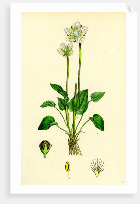 Parnassia Palustris Grass-of-Parnassus by Anonymous