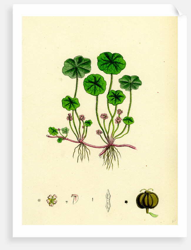 Hydrocotyle Vulgaris Marsh Pennywort by Anonymous