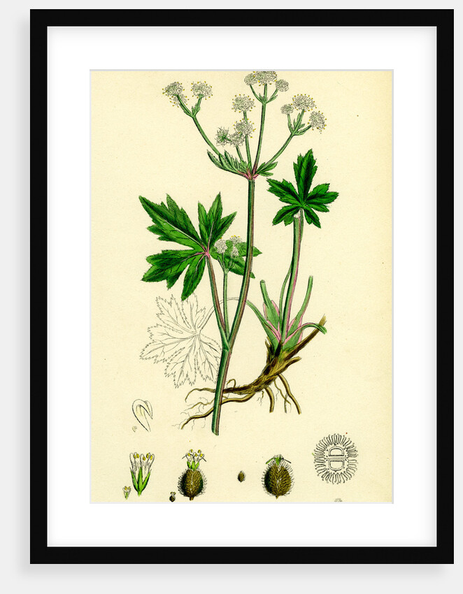 Sanicula Europaea Wood Sanicle by Anonymous