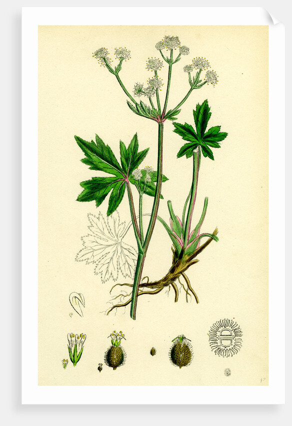 Sanicula Europaea Wood Sanicle by Anonymous