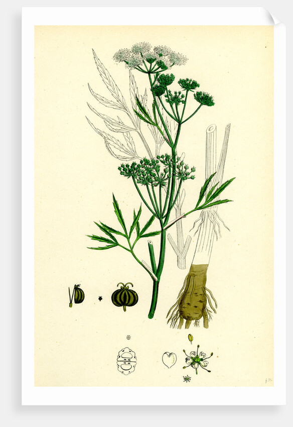 Cicuta Virosa Water Hemlock by Anonymous