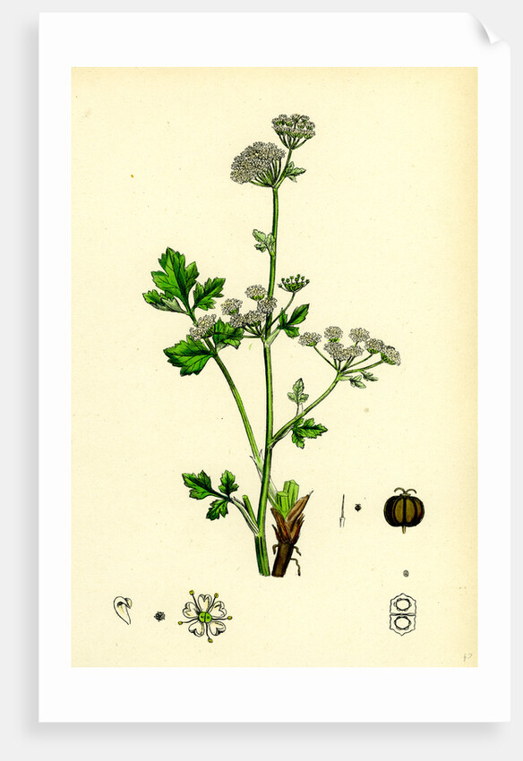 Apium Graveolens Wild Celery by Anonymous