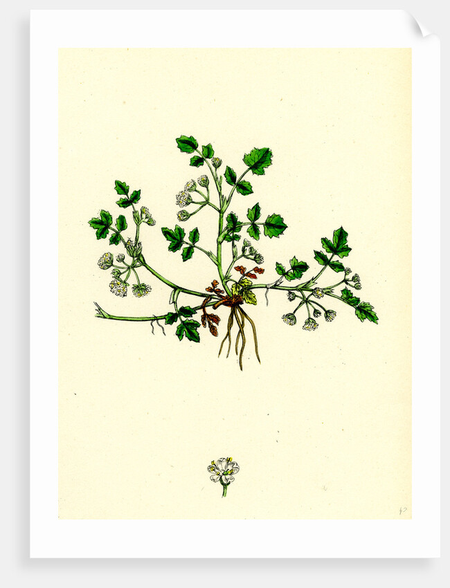 Helosciadium Nodiflorum Var. Repens Procumbent Water-Parsnip Var. B. by Anonymous