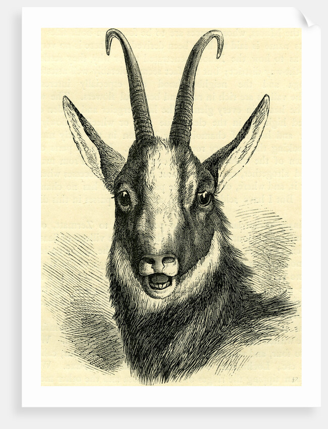 Head of Chamois Switzerland by Anonymous