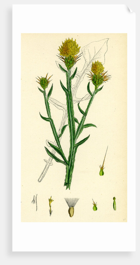 Centaurea Solstitialis St. Barnaby's Thistle by Anonymous