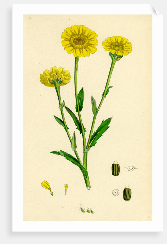 Chrysanthemum Segetum Corn Marigold by Anonymous