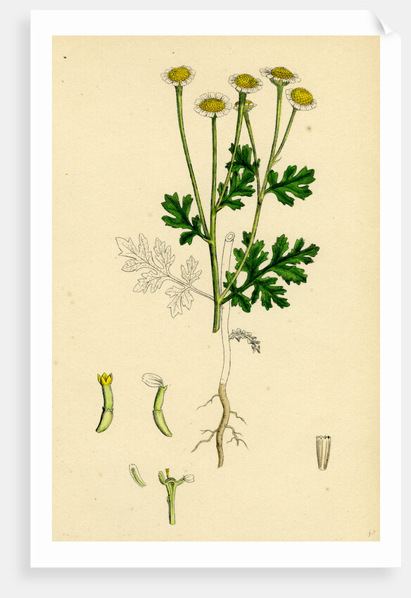 Chrysanthemum Parthenium Common Feverfew by Anonymous