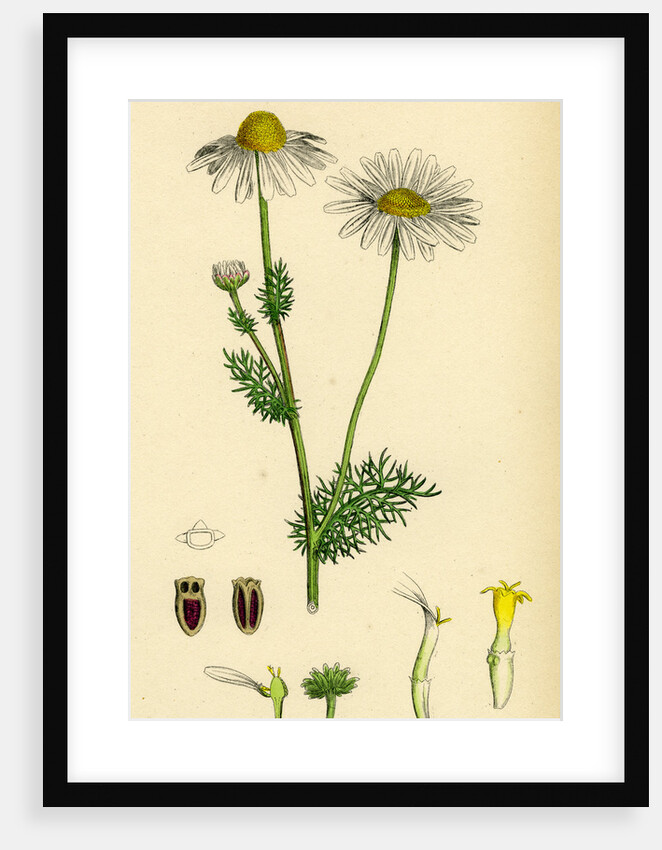 Chrysanthemum Inodorum Var. Genuinum Scentless Mayweed Var. A. by Anonymous