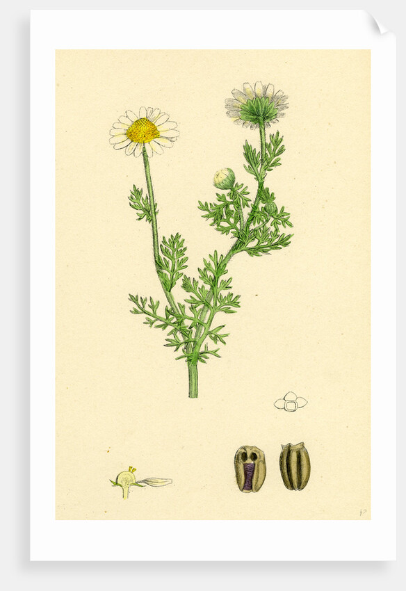 Chrysanthemum Inodorum Var. Maritimum Scentless Mayweed Var. B. by Anonymous