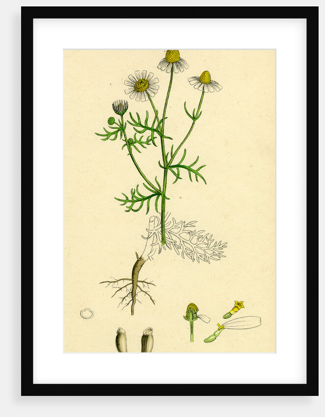 Chrysanthemum Chamomilla Wild Chamomile by Anonymous